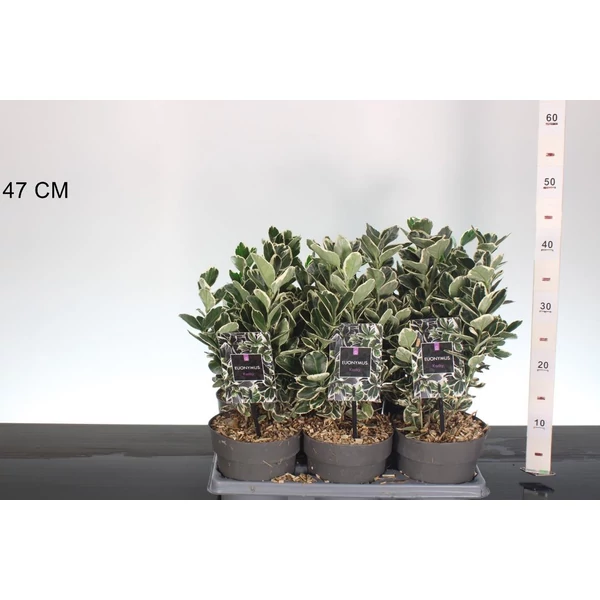 Japán kecskerágó  EUONYMUS JAPONICUS KATHY 20/30 CS15
