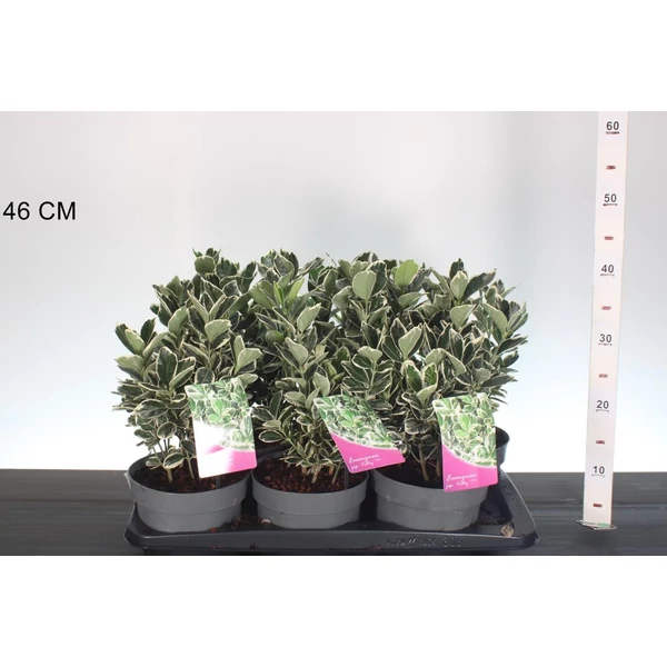 Japán kecskerágó  EUONYMUS JAPONICUS KATHY 25/+ CS17