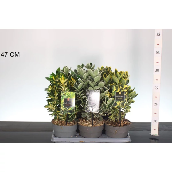 Kecskerágó    EUONYMUS FAJTÁK 20/25 CS15