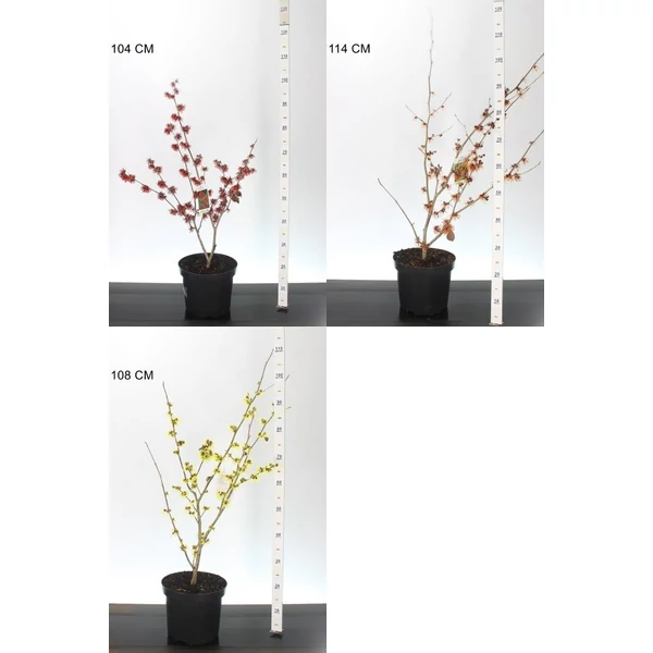 Varázsmogyoró    HAMAMELIS FAJTÁK 60/80 K7,5
