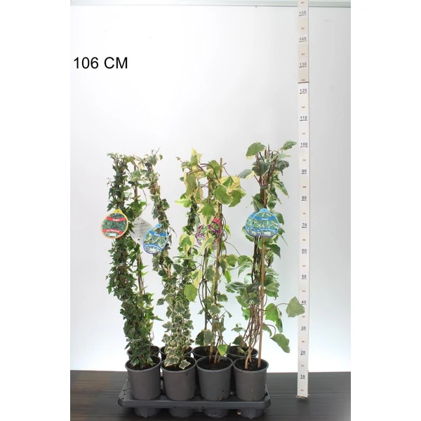 Közönséges borostyán HEDERA FAJTÁK 80/100 K2