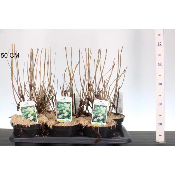 Cserjés hortenzia   HYDRANGEA ARBORESCENS ANNABELLE 40/+ CS17