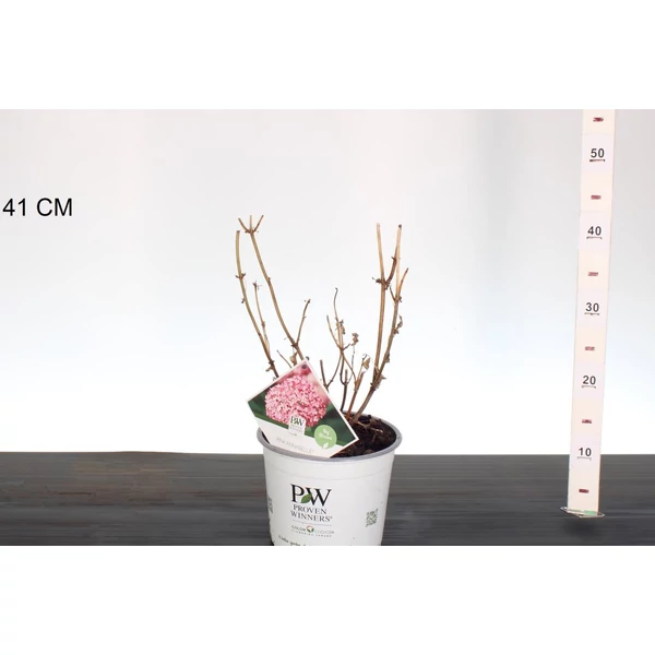 Cserjés hortenzia   HYDRANGEA ARBORESCENS PINK ANNABELLE 30/40 K3