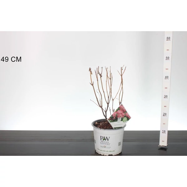 Cserjés hortenzia   HYDRANGEA ARBORESCENS RUBY ANNABELLE 30/35 K3