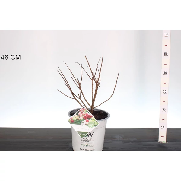Bugás hortenzia     HYDRANGEA PANICULATA LITTLE LIME PUNCH 30/40 K5