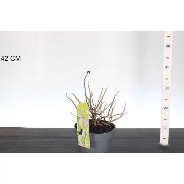 Bugás hortenzia     HYDRANGEA PANICULATA LITTLE LIME SPOOKY 20/+ K3