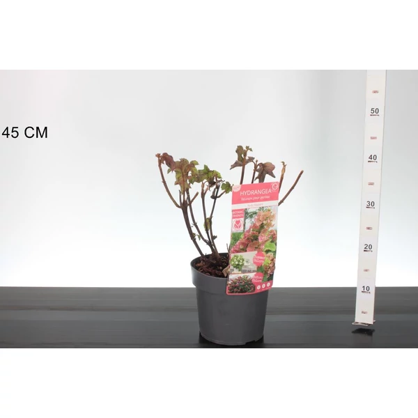 Tölgylevelű hortenzia   HYDRANGEA QUERCIFOLIA RUBY SLIPPERS 25/30 K3