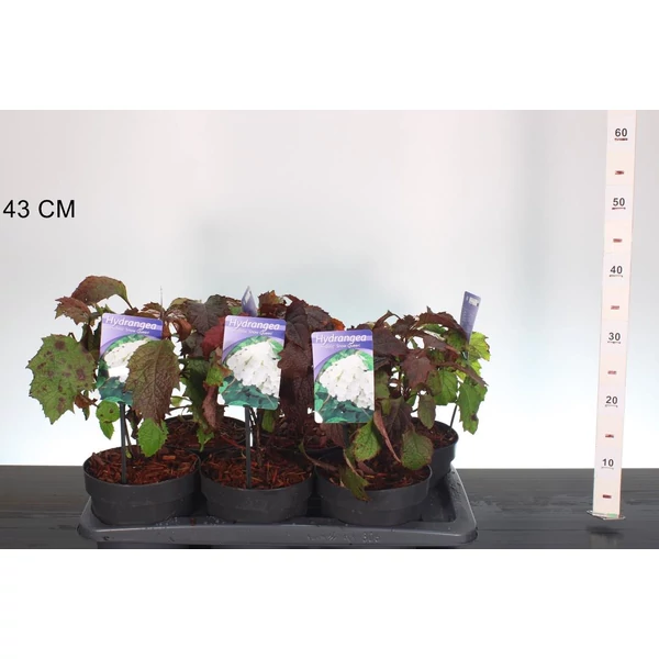 Tölgylevelű hortenzia    HYDRANGEA QUERCIFOLIA SNOW QUEEN 25/30 K2