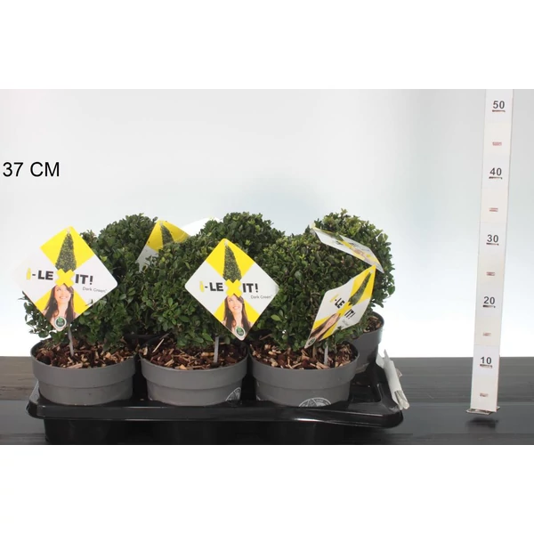 Csipkéslevelű magyal    ILEX CRENATA DARK GREEN 15CM GÖMB K2