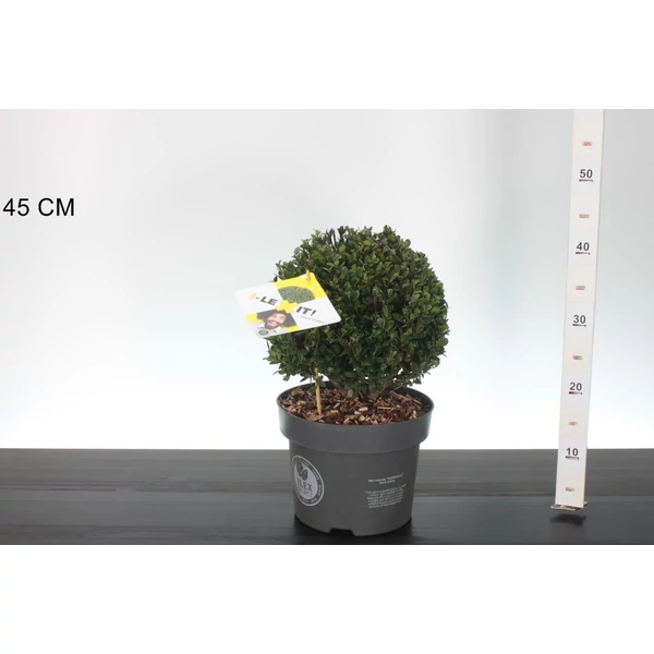 Csipkéslevelű magyal    ILEX CRENATA DARK GREEN 25CM GÖMB K5