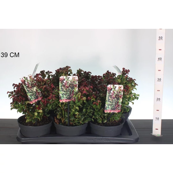 Fürtös hanga     LEUCOTHOE AXILLARIS CURLY RED 25CM K2