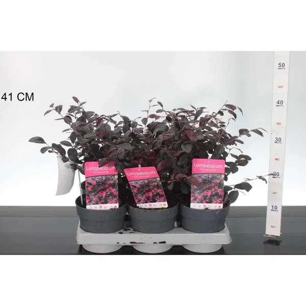 Kínai rojtosvirág  LOROPETALUM CHINENSE BLACK PEARL 20/25 CS15