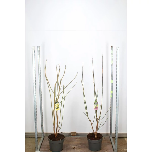 Liliomfa     MAGNOLIA FAJTÁK 80/90 K7,5