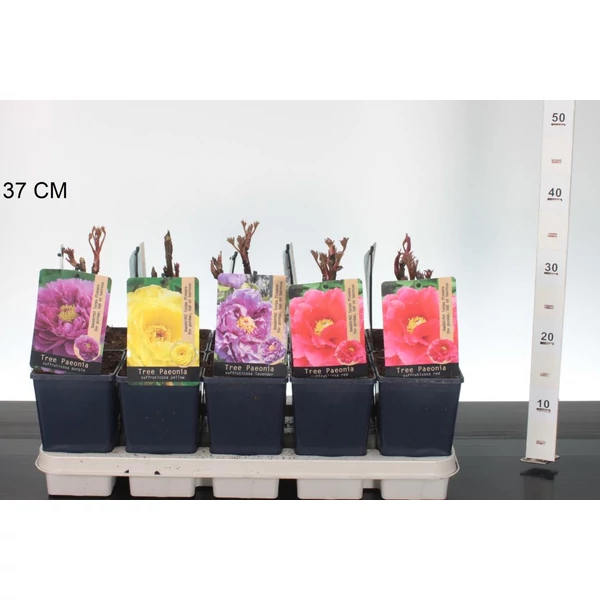 Fás bazsarózsa  PAEONIA SUFFRUTICOSA 20/25 CS15