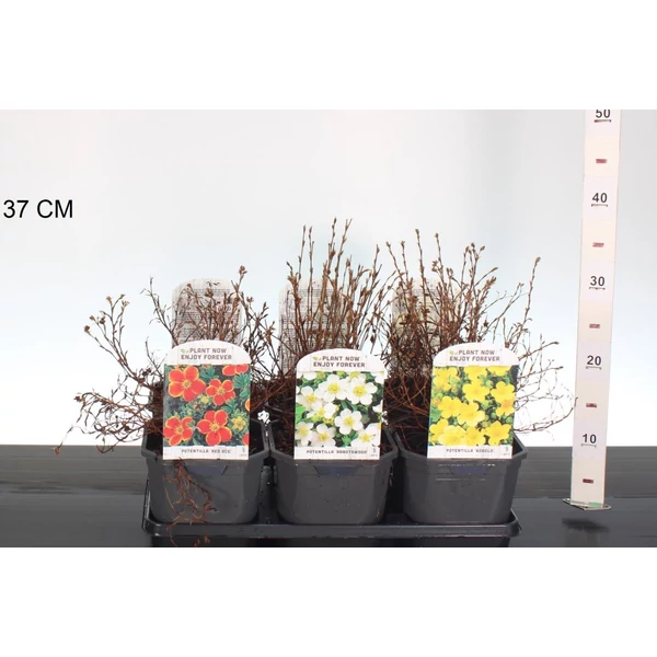 Cserjés pimpó   POTENTILLA FAJTÁK 15/25 K2