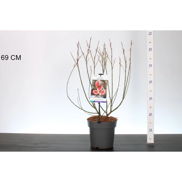 Rózsaszín barkafűz  SALIX GRACILISTYLA MOUNT ASO 40/50 K3