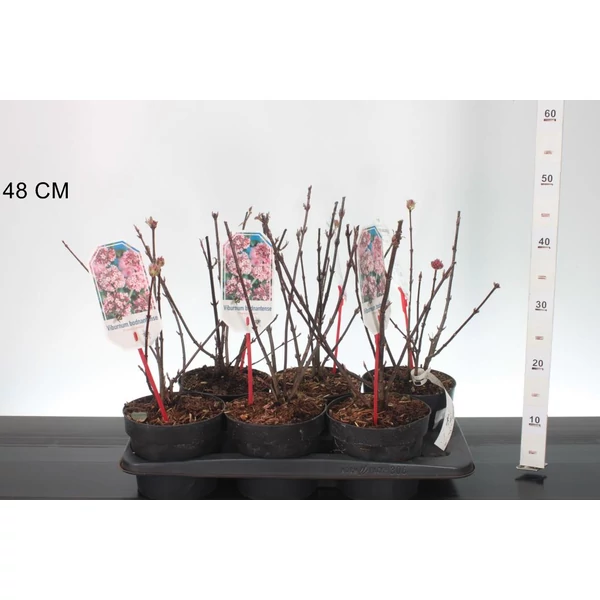 Kikeleti bangita    VIBURNUM BODNANTENSE CHARLES LAMONT 30/+ K2