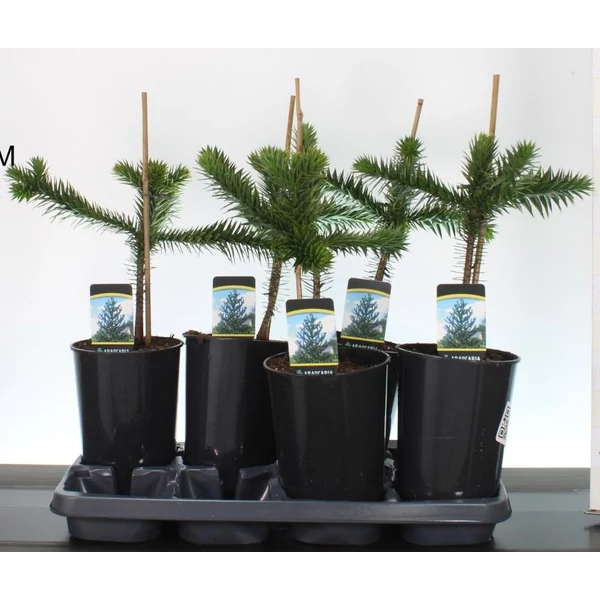 Chilei fenyő  ARAUCARIA ARAUCANA 30CM K3