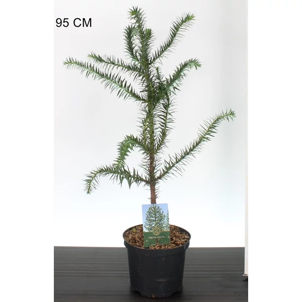 Chilei fenyő  ARAUCARIA ARAUCANA 60/70 K5