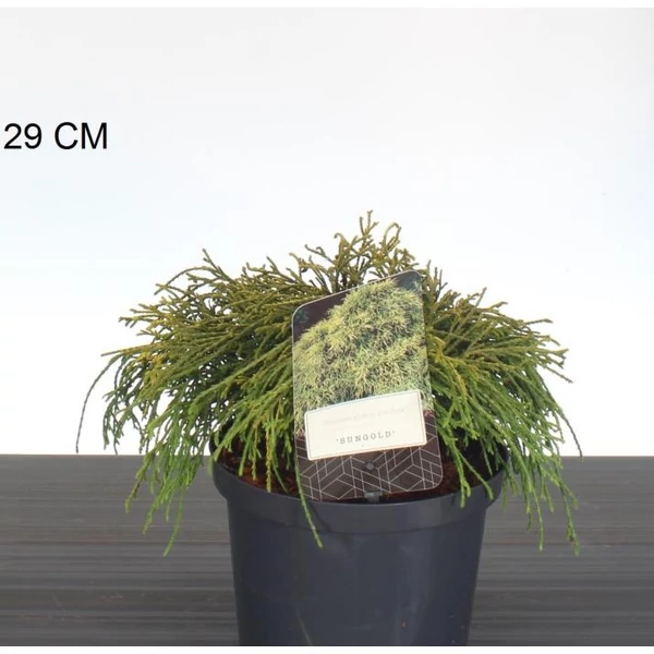 Aranyszínű szavára hamisciprus  CHAMAECYPARIS PISIFERA SUNGOLD 25/30 K2,5