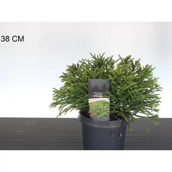 Törpe japán szugifenyő   CRYPTOMERIA JAPONICA LITTLE SONJA 20/25 K3