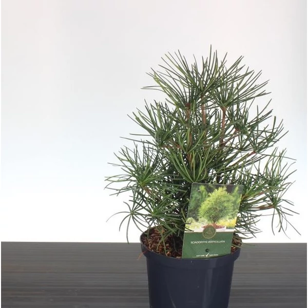 Japán ernyőfenyő SCIADOPITYS VERTICILLATA 30/40 K2,5