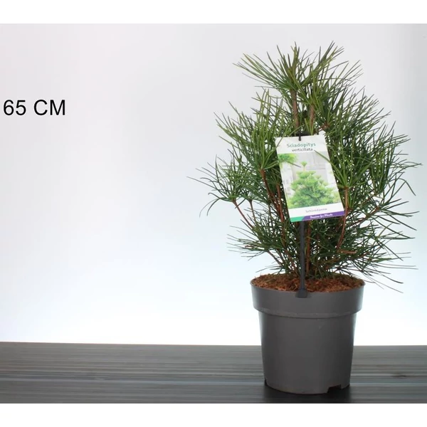 Japán ernyőfenyő SCIADOPITYS VERTICILLATA 40CM K5