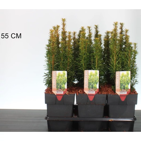 Arany oszlopos tiszafa   TAXUS BACCATA DAVID 20/25 K2,5