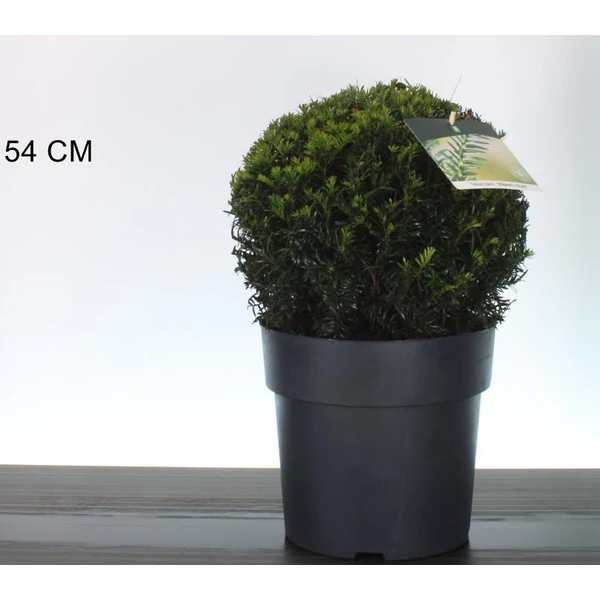 Közönséges tiszafa    TAXUS BACCATA HÖPKENS GIGANT GÖMB 30/35 K10