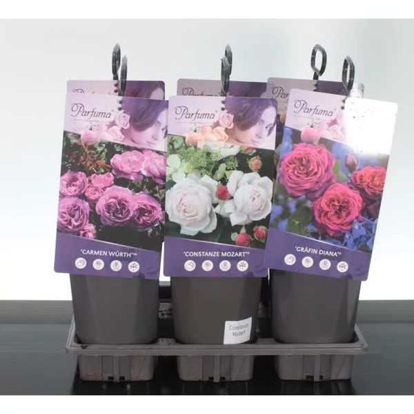 Bokorrózsa RÓZSA KORDES FAJTÁK 25CM K3