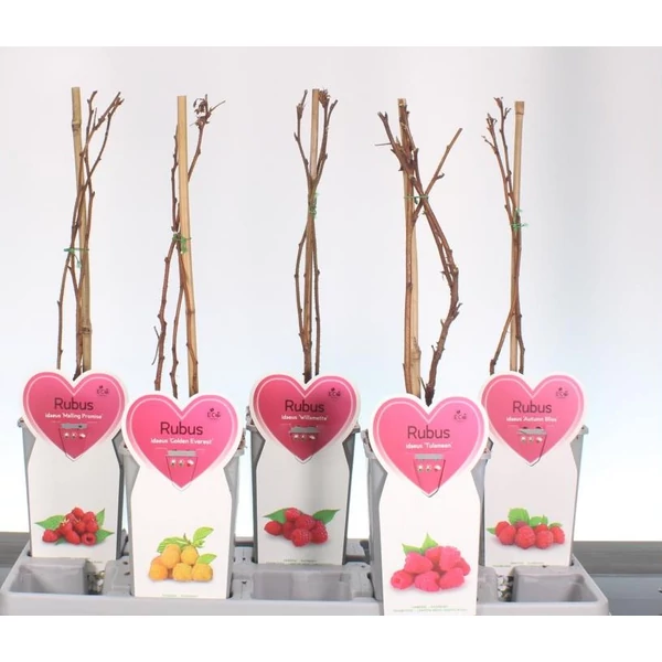 Málna/szeder  RUBUS MIX 60CM K2