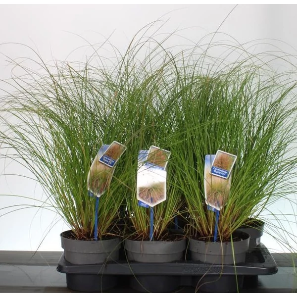 Narancsos sás  CAREX TESTACEA PRAIRIE FIRE 20/25 CS17