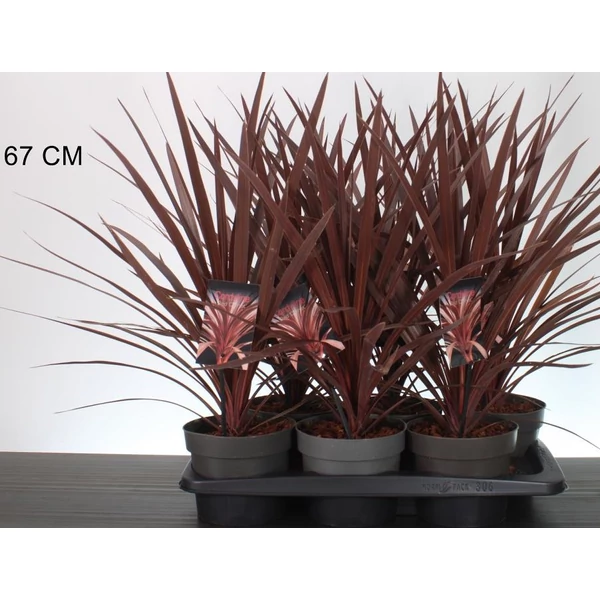 Bíbor bunkóliliom  CORDYLINE AUSTRALIS RED COMET 25/30 CS17