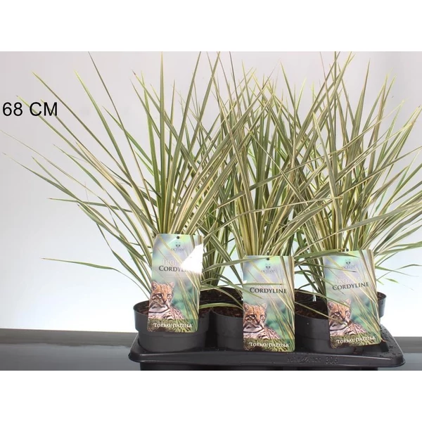 Bíbor bunkóliliom  CORDYLINE AUSTRALIS TORBAY DAZZLER 30/40 K2