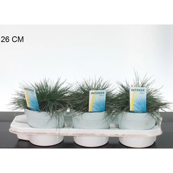 Fényperje  FESTUCA GLAUCA INTENS BLUE 30/+ CS17