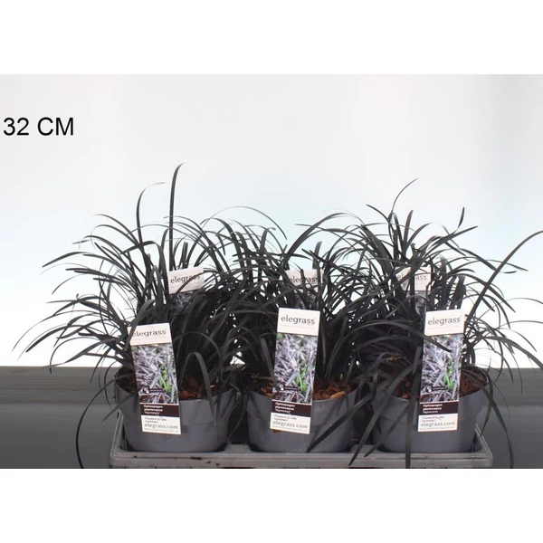 Feketelombú kígyószakáll   OPHIOPOGON PLANISCAPUS NIGER 30/40 CS14
