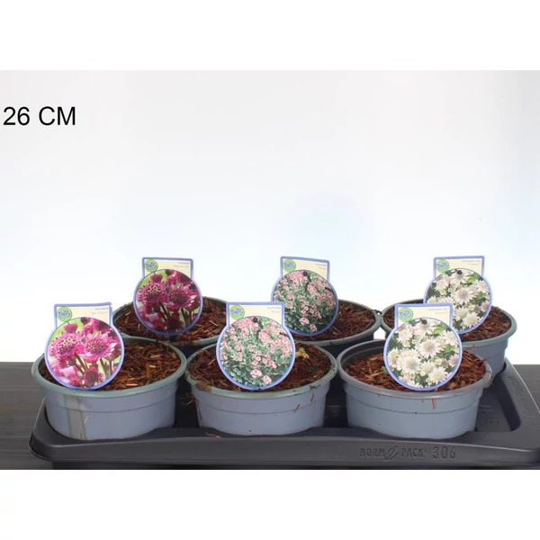 Völgycsillag  ASTRANTIA FAJTÁK 25/30 CS17