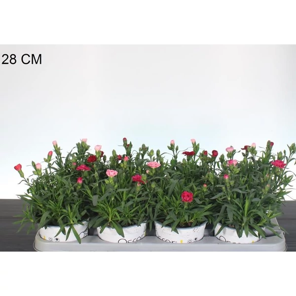 Kerti szegfű  DIANTHUS CARYOPHYLLUS OSCAR CS13