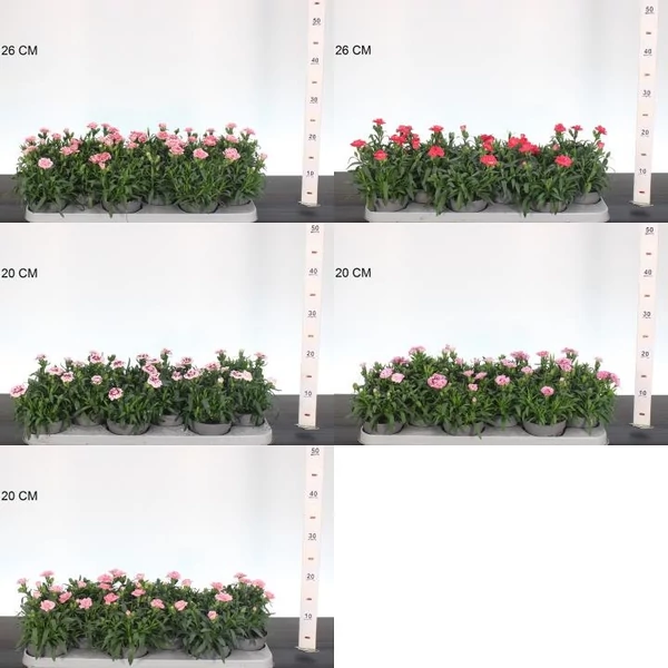 Évelő szegfű  DIANTHUS MIX CS10,5