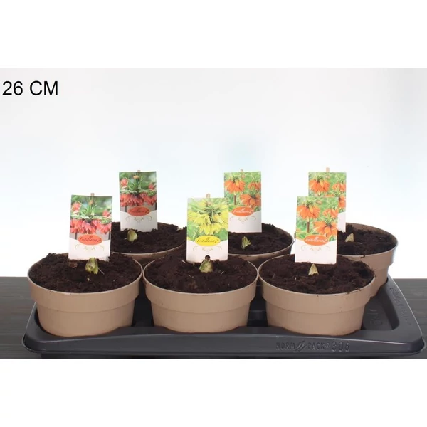 császárkorona  FRITILLARIA MIX CS17