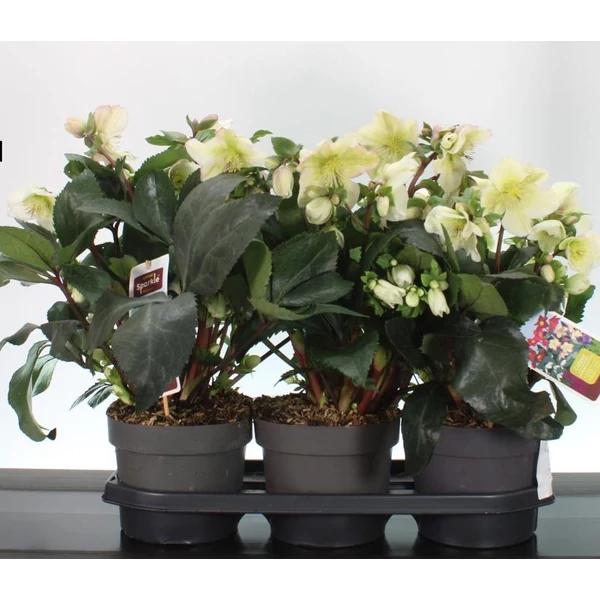 Hunyor HELLEBORUS WINTER SPARKLE 50/60 CS19