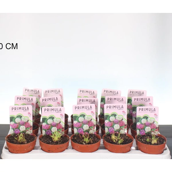 Kankalin  PRIMULA DENTICULATA CS10,5