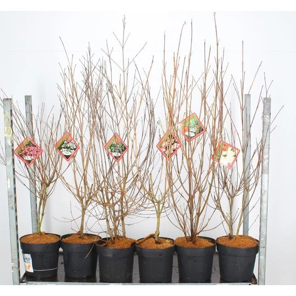 Csillagsom CORNUS KOUSA CHINENSIS FAJTÁK 60/70 K7