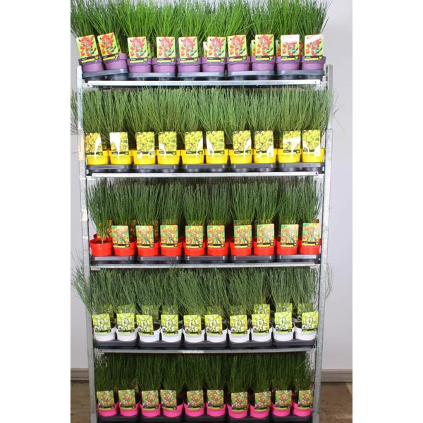 Korai zanót    CYTISUS FAJTÁK 40/+ CS14