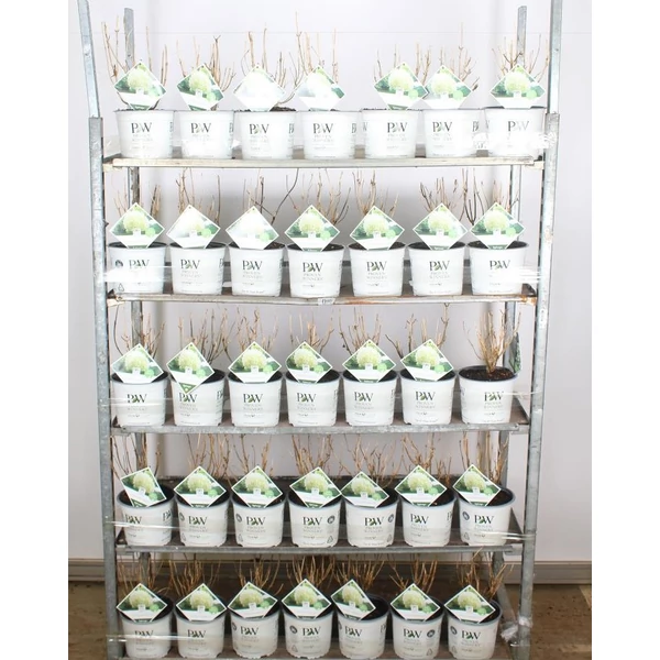 Cserjés hortenzia   HYDRANGEA ARBORESCENS STRONG ANNABELLE 30/40 K3