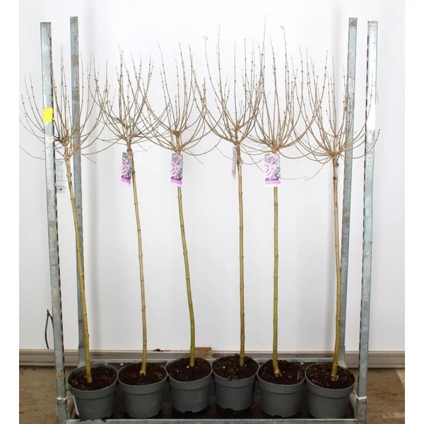 Törpe orgona  SYRINGA MEYERI PALIBIN T100 K5