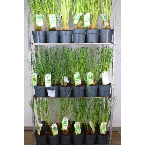 Pampafű  CORTADERIA FAJTÁK 60/80 K6,5
