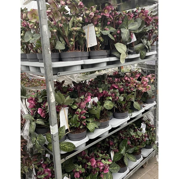 Hunyor  HELLEBORUS FROSTKISS MIX CS15