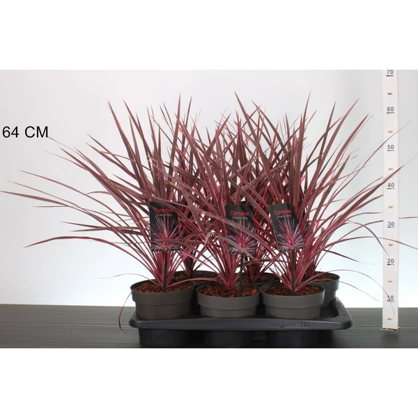 bunkóliliom  CORDYLINE AUSTRALIS CHARLIE BOY 30/35 CS17