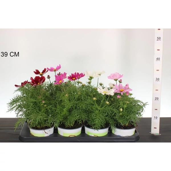 Kerti pillangóvirág  COSMOS BIPPINNATUS CS13